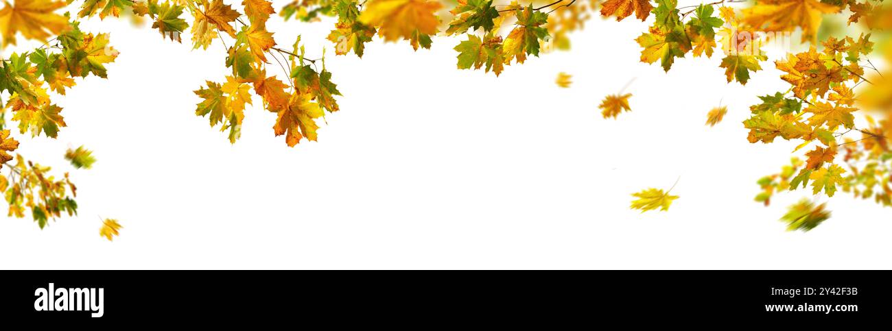 Herrliches Herbstlaub aus Ahorn, Studio isoliert auf reinweißem Hintergrund, mit einigen bunten Blättern auf einem Ast und einigen fallenden, Panorama-Banner Stockfoto Herrliches Herbstlaub aus Ahorn, Studio isoliert auf reinweißem Hintergrund, mit einigen bunten Blättern auf einem Ast und einigen fallenden, Panorama-Banner Stockfoto