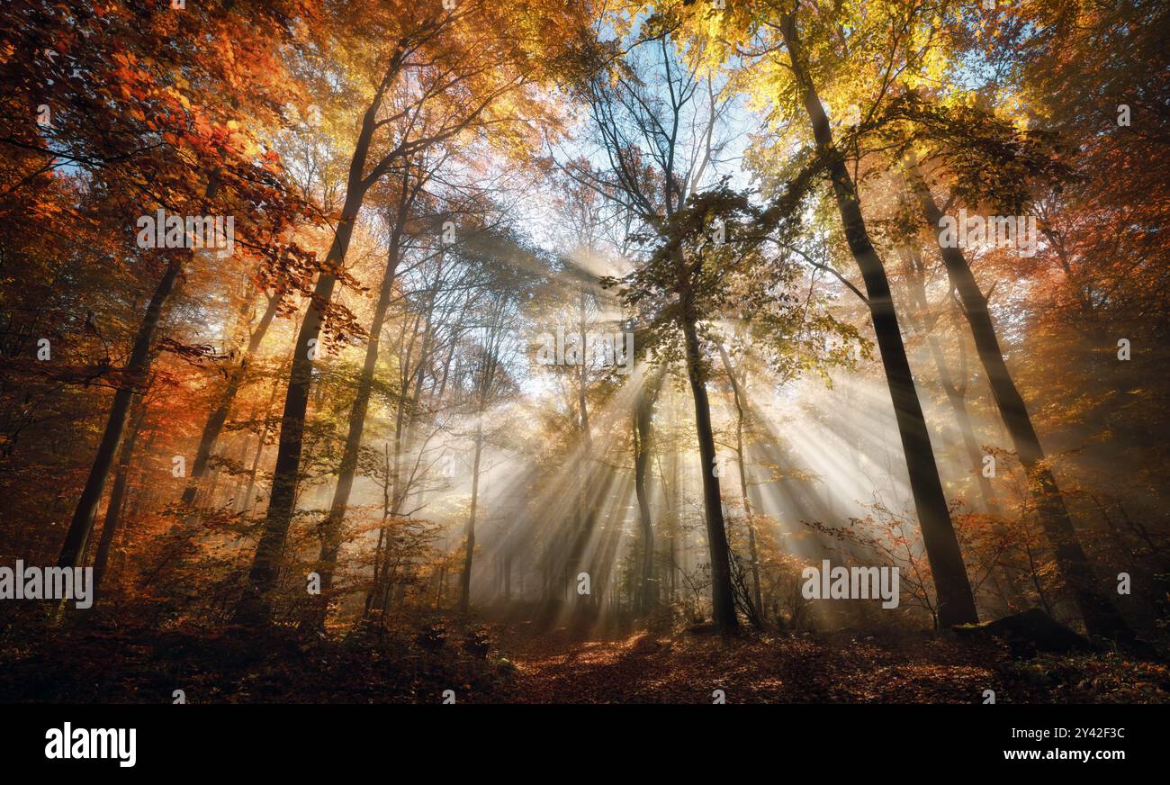Bezaubernde Sonnenstrahlen in einem goldenen Wald im Herbst beleuchten einen Pfad mit rotem Laub bedeckt. Die Schönheit der Natur in lebendigen warmen Farben Stockfoto Bezaubernde Sonnenstrahlen in einem goldenen Wald im Herbst beleuchten einen Pfad mit rotem Laub bedeckt. Die Schönheit der Natur in lebendigen warmen Farben Stockfoto