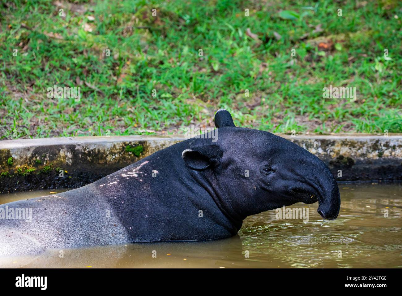 Ein malaiischer Tapir ruht im Teich. Sie ist die größte der fünf Tapir-Arten und die einzige in Asien beheimatet. Stockfoto