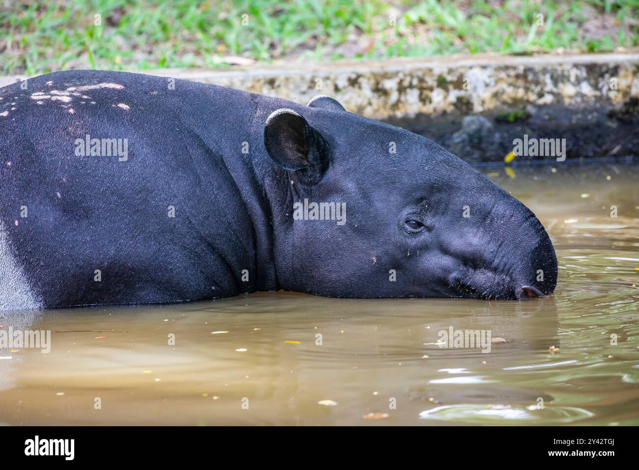 Ein malaiischer Tapir ruht im Teich. Sie ist die größte der fünf Tapir-Arten und die einzige in Asien beheimatet. Stockfoto
