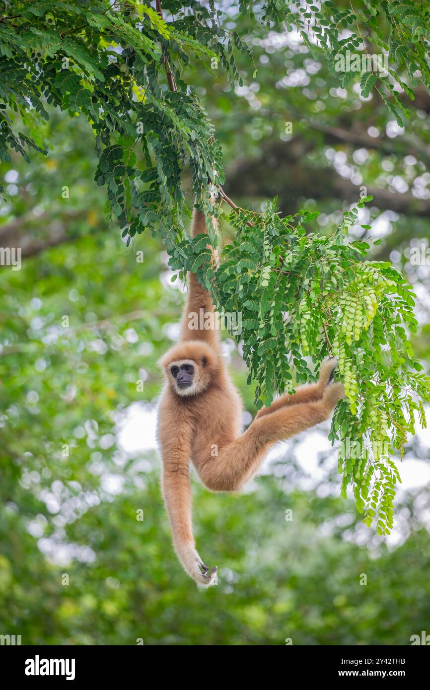 Der Weißhänder-Gibbon (Hylobates lar) ist ein kleiner, baumbewohnender Primaten in Südostasien. Bekannt für seine langen Arme und seine anmutigen Schaukeln. Stockfoto