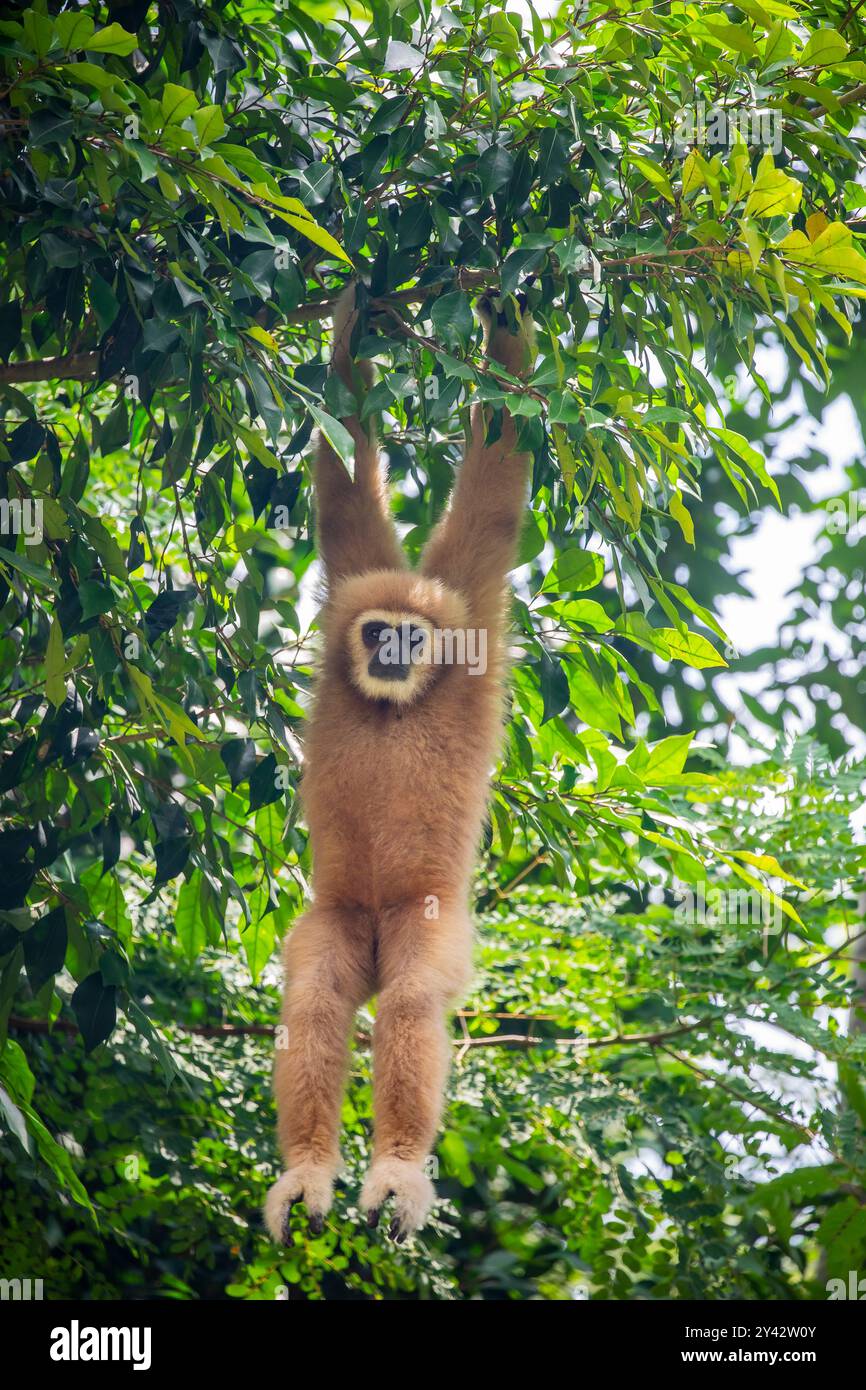 Der Weißhänder-Gibbon (Hylobates lar) ist ein kleiner, baumbewohnender Primaten in Südostasien. Bekannt für seine langen Arme und seine anmutigen Schaukeln. Stockfoto