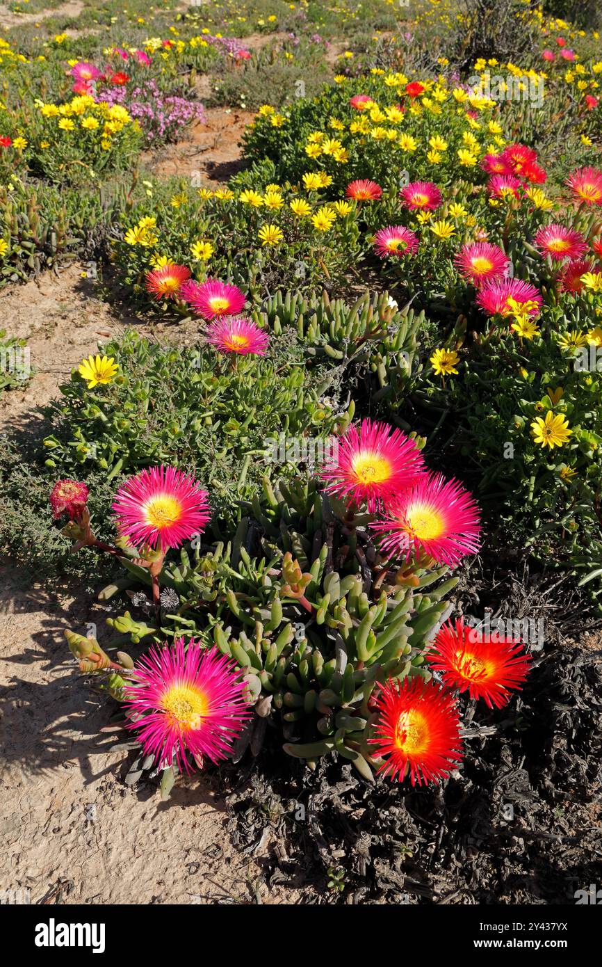 Farbenfrohe Frühlingsblumen an der Küste, Namaqualand, Nordkap, Südafrika Stockfoto