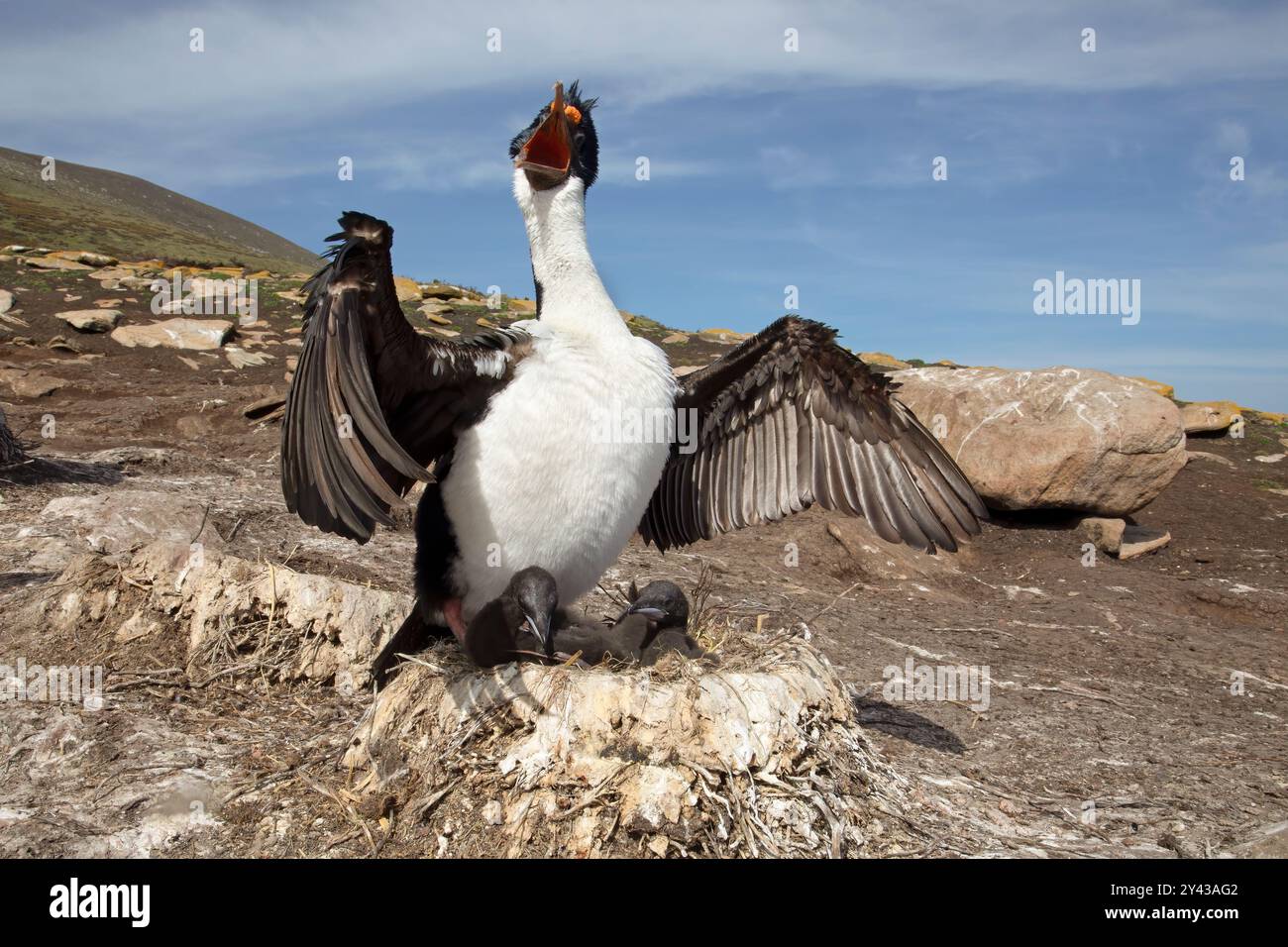 Kaiserlicher Kormoran, Saunders, Falkland, Januar 2018 Stockfoto