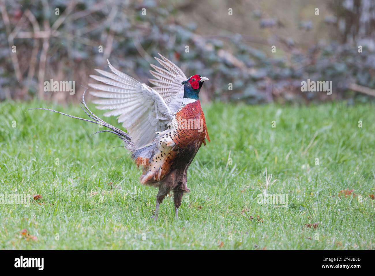 Fasan [ Phasianus colchicus ] männlicher Vogel in territorialer Darstellung Stockfoto