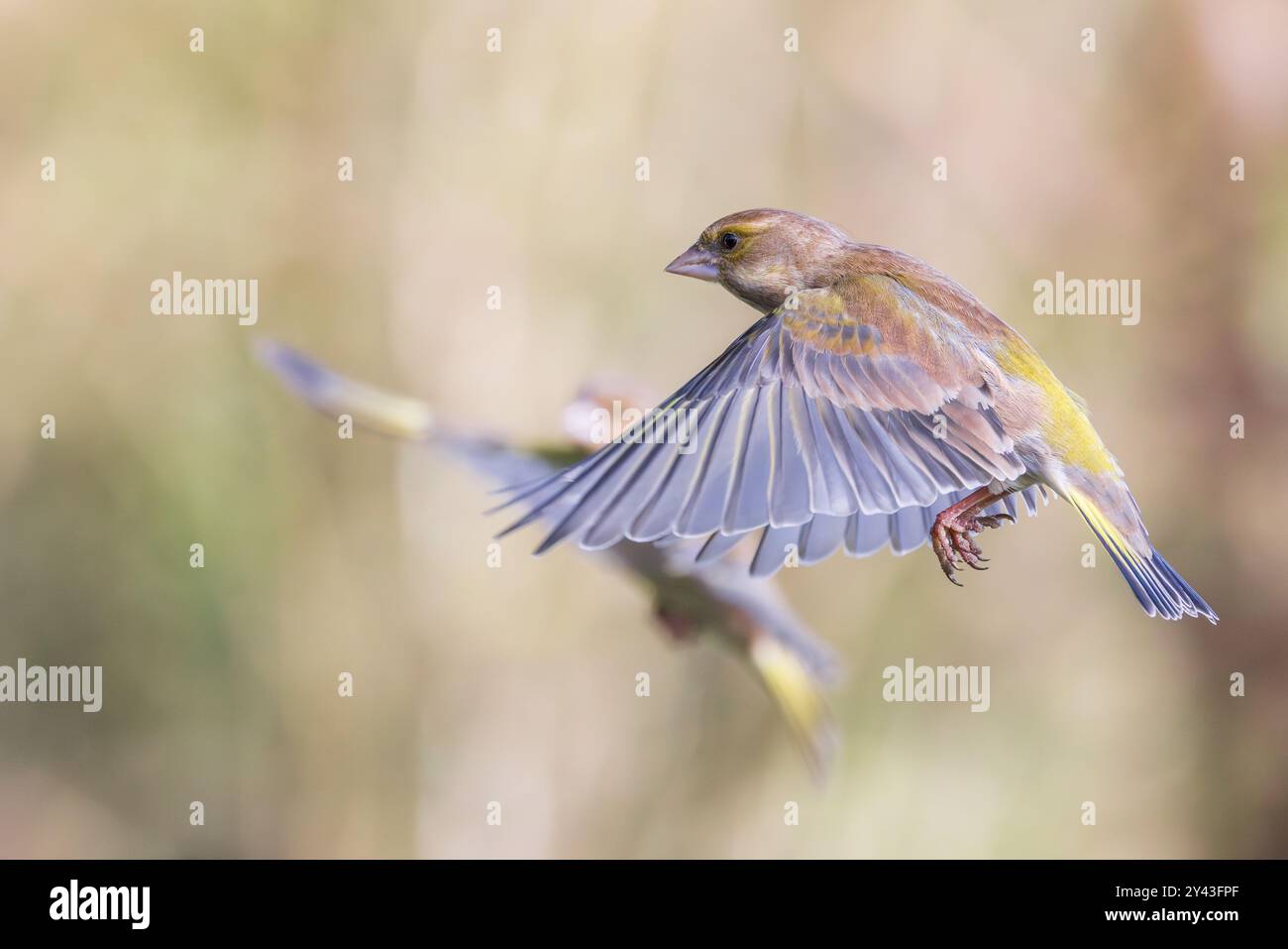 European Greenfinch [ Chloris chloris ] im Flug Stockfoto