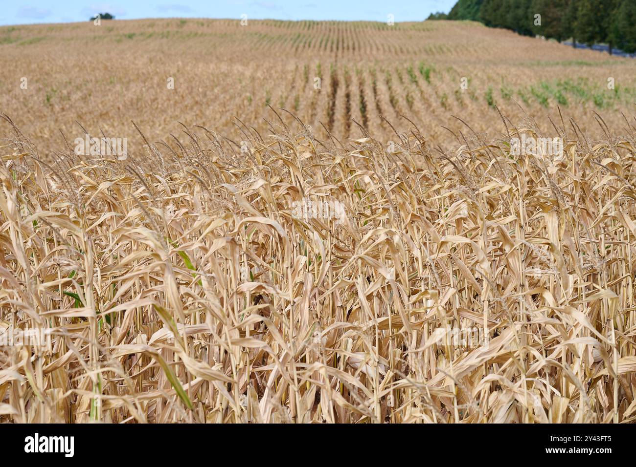 Landwirtschaft Trockenheit Mais ein Feld mit vertrocknetem Mais in der Gemeinde Oberbarnim, im Landkreis Maerkisch-Oderland in Brandenburg. 14.9,2024, Oberbarnim *** Landwirtschaft Dürre Maisfeld in der Gemeinde Oberbarnim, im Landkreis Maerkisch Oderland in Brandenburg 14 9 2024, Oberbarnim Stockfoto