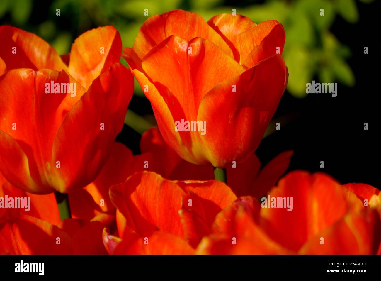 Leuchtendes Orange/Rot „Tulipa Orange Beauty“ eine doppelte Tulpe im Keukenhof Tulip Gardens, Niederlande, EU. Stockfoto