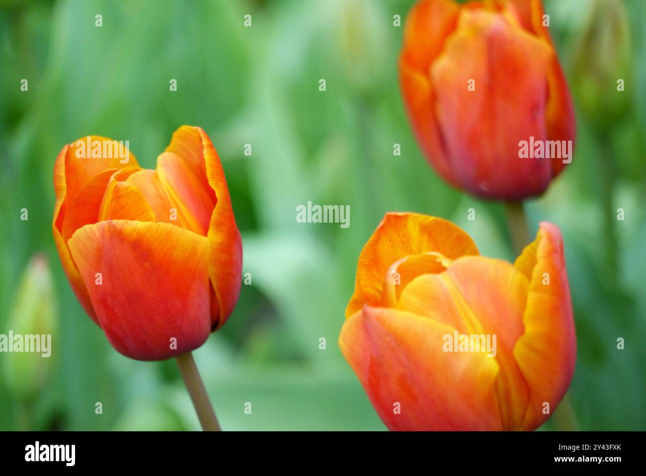 Leuchtendes Orange/Rot „Tulipa Orange Beauty“ eine doppelte Tulpe im Keukenhof Tulip Gardens, Niederlande, EU. Stockfoto