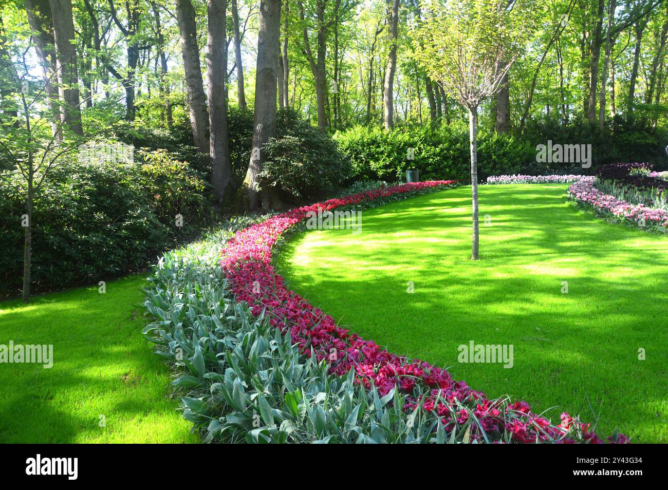 Blumenbeete und Tulpenränder auf Grasrasen in den Tulpengärten Keukenhof, Niederlande, EU. Stockfoto