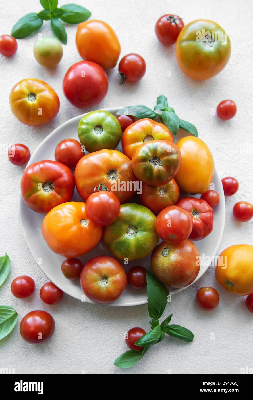 Eine Vielzahl von Tomaten in verschiedenen Farben und Größen sind kunstvoll auf einem weißen Teller angeordnet, ergänzt durch frische Basilikumblätter. Stockfoto