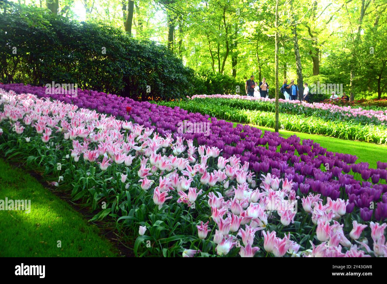 Lila & rot/weiß Blumenbetten und Tulpenränder auf dem Rasen im Tulpengarten Keukenhof, Niederlande, EU. Stockfoto