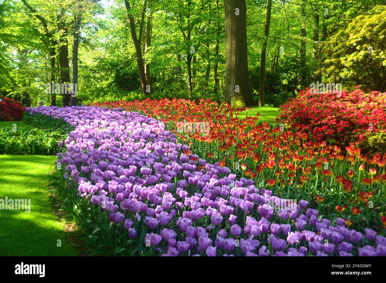 Mauve & Red Flower Beds and Borders of Tulpen auf Grass Rasen im Keukenhof Tulip Gardens, Niederlande, EU. Stockfoto