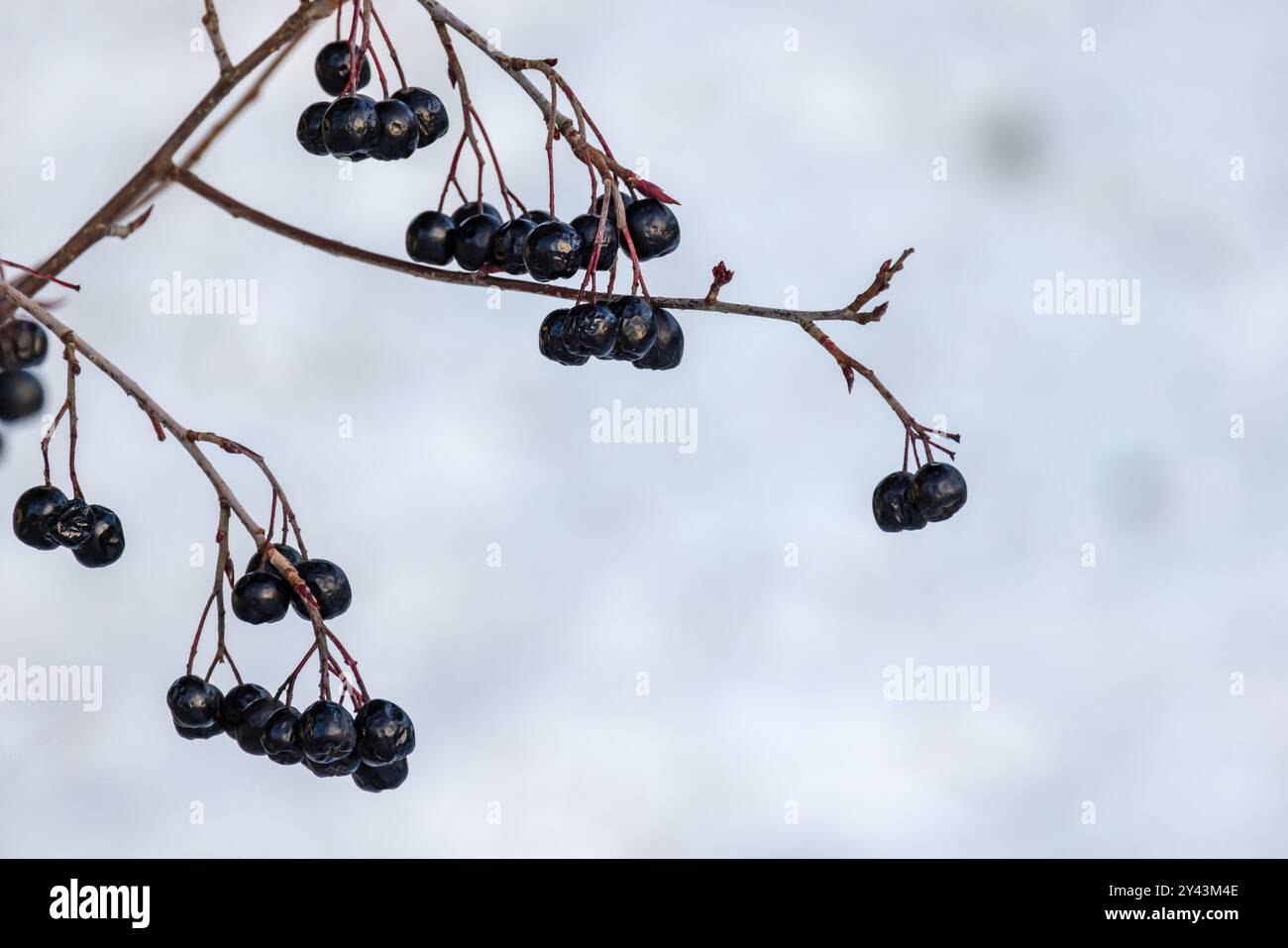 Aronia-Beeren. Apfelbeerzweig mit Früchten ist unter bewölktem Himmel, Nahaufnahme Silhouettenfoto mit selektivem Fokus Stockfoto