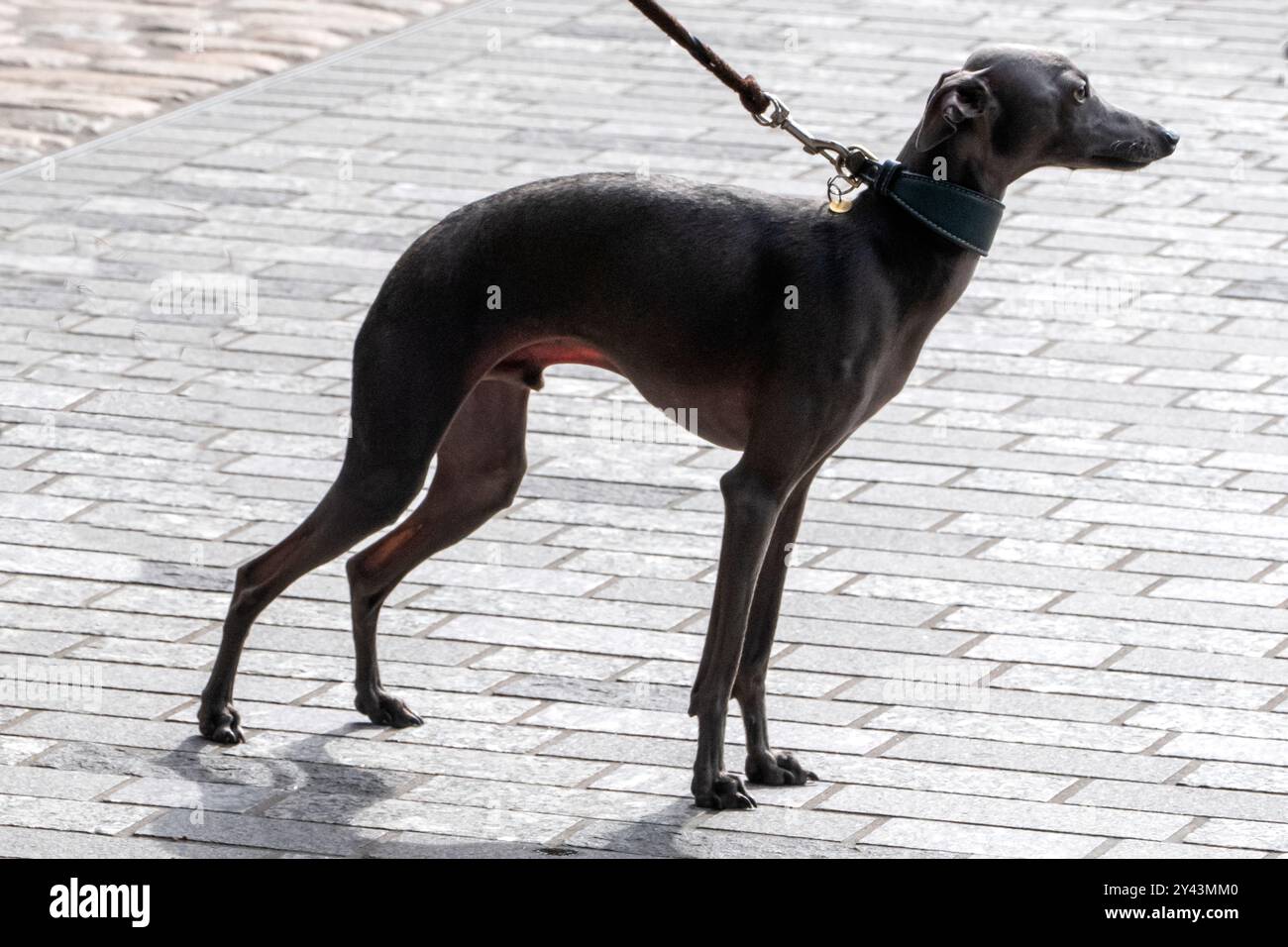 Italienische Windhunde bei der „Big Woof“ Hundeshow Coal Drops Yard Kings Cross London UK Stockfoto