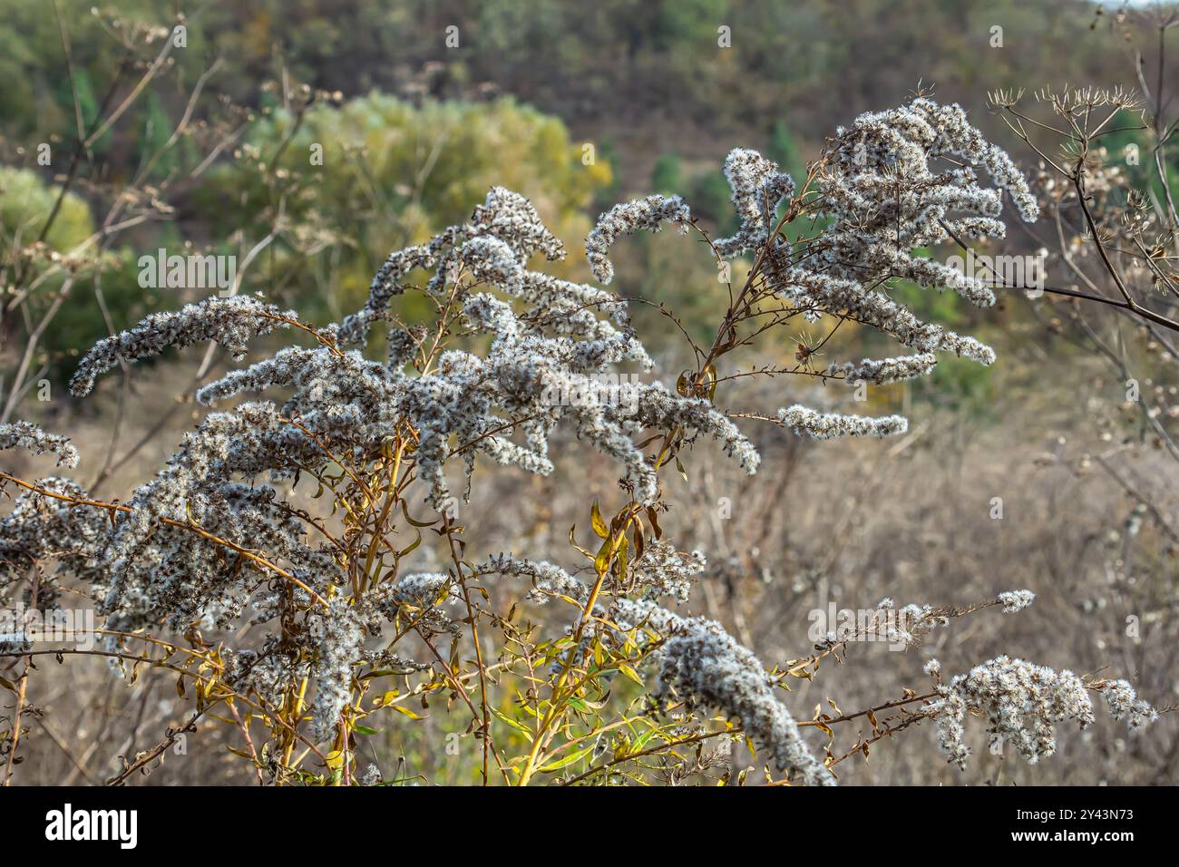 Samen mit Blasbällchen aus goldenem Stab - Solidago canadensis Wildpflanze im Herbst. Stockfoto