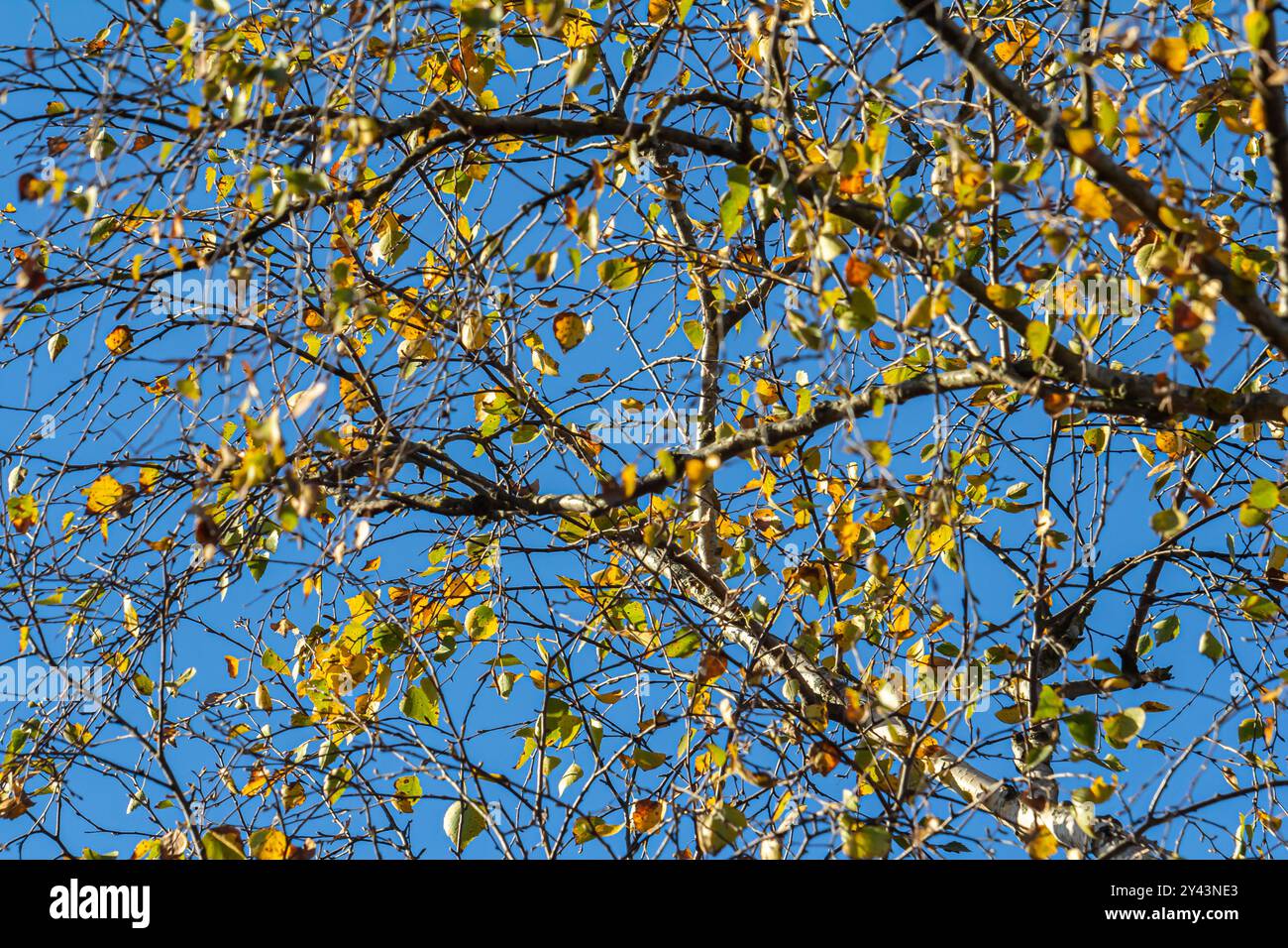 Schöne bunte Herbstblätter. Herbst, schöner sonniger Tag am Nachmittag. Oben auf dem Baumdach. Hohe Birke. Stockfoto