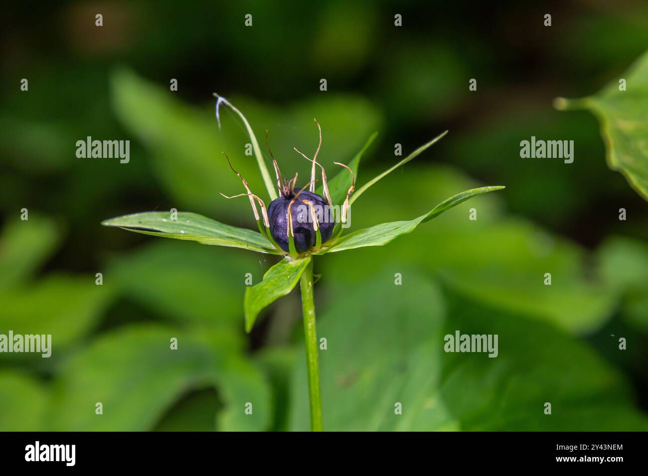Sehr giftige Pflanze Rabenauge vierblättrige Paris quadrifolia auch bekannt, Beere oder True Lovers Knot wächst in der Wildnis in einem Wald. Stockfoto