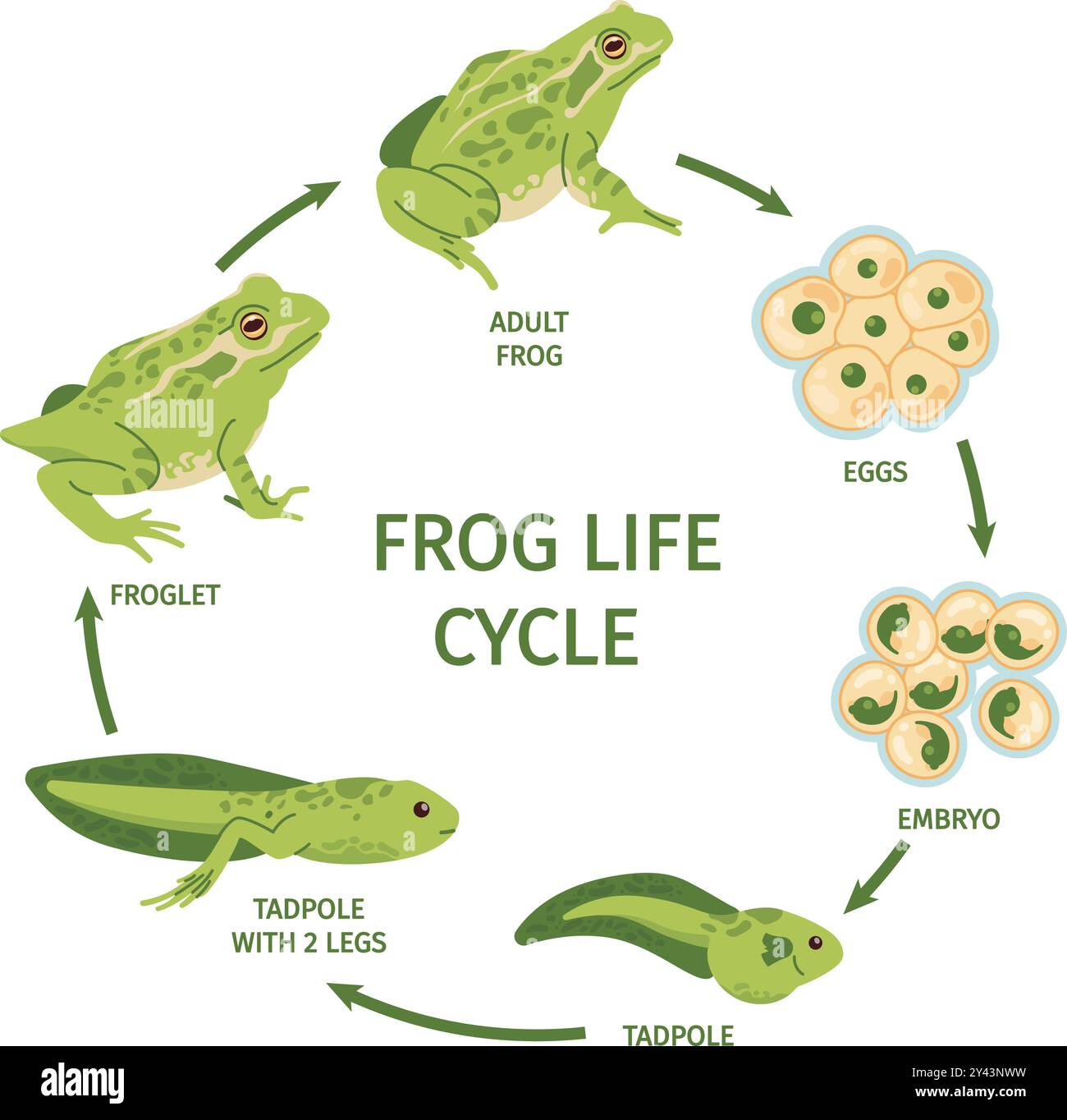 Lebenszyklus des Frosches. Frosch Eier Transformation Polliwog Kaulquappe Frogspawn Froglet Wachstum Entwicklung, Kröte Metamorphose Evolution Reproduktionsprozess, Swanky Vektor Illustration Original Artwork Stock Vektor