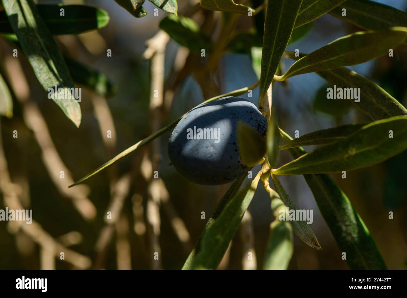 Elegante Einfachheit: Schwarze Jambolan Pflaume mit grünen Blättern Stockfoto