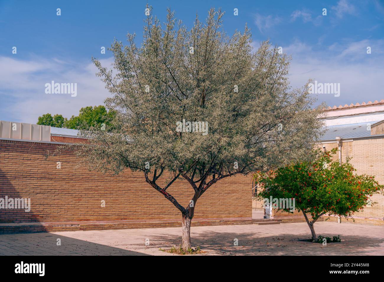 Ein Baum mit grünen Blättern steht vor einer Ziegelmauer Stockfoto