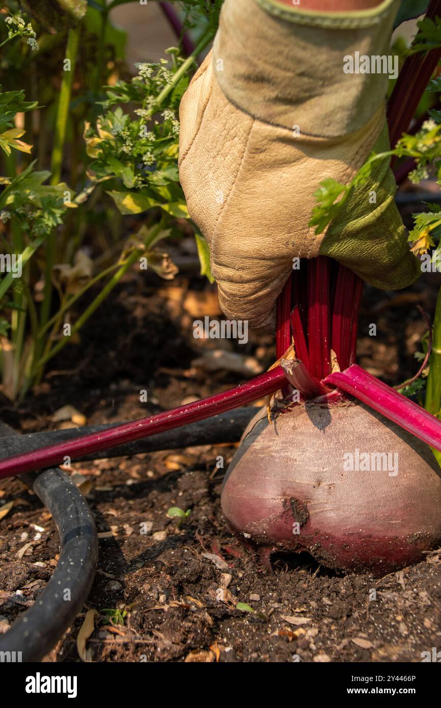 Handschuhe ernten eine Rübe aus dem Boden in einem Garten Stockfoto