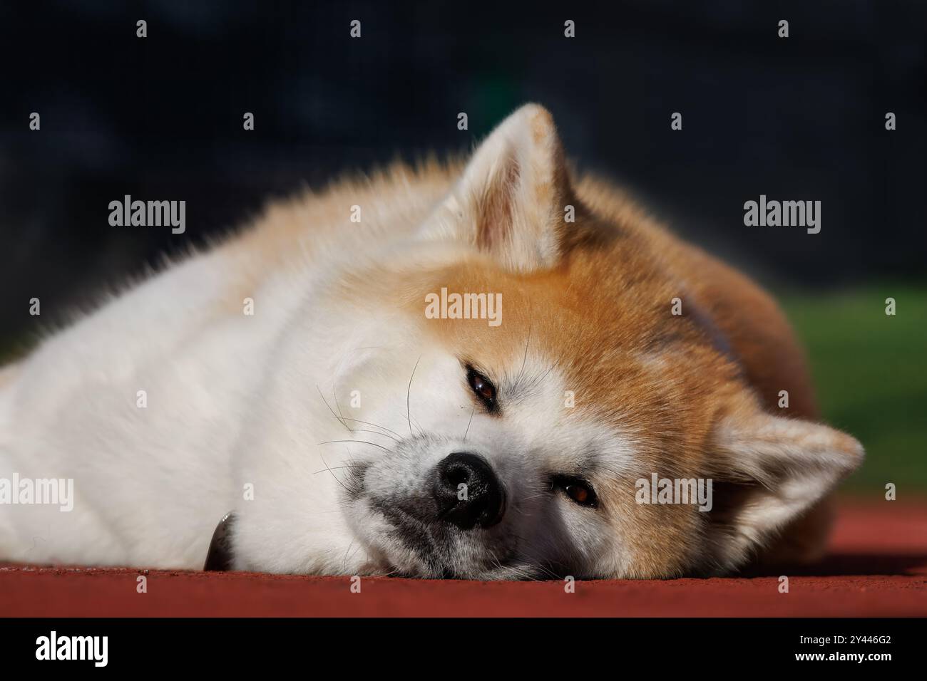 Eine weibliche Akita-Rasse liegt auf dem roten Boden. Stockfoto