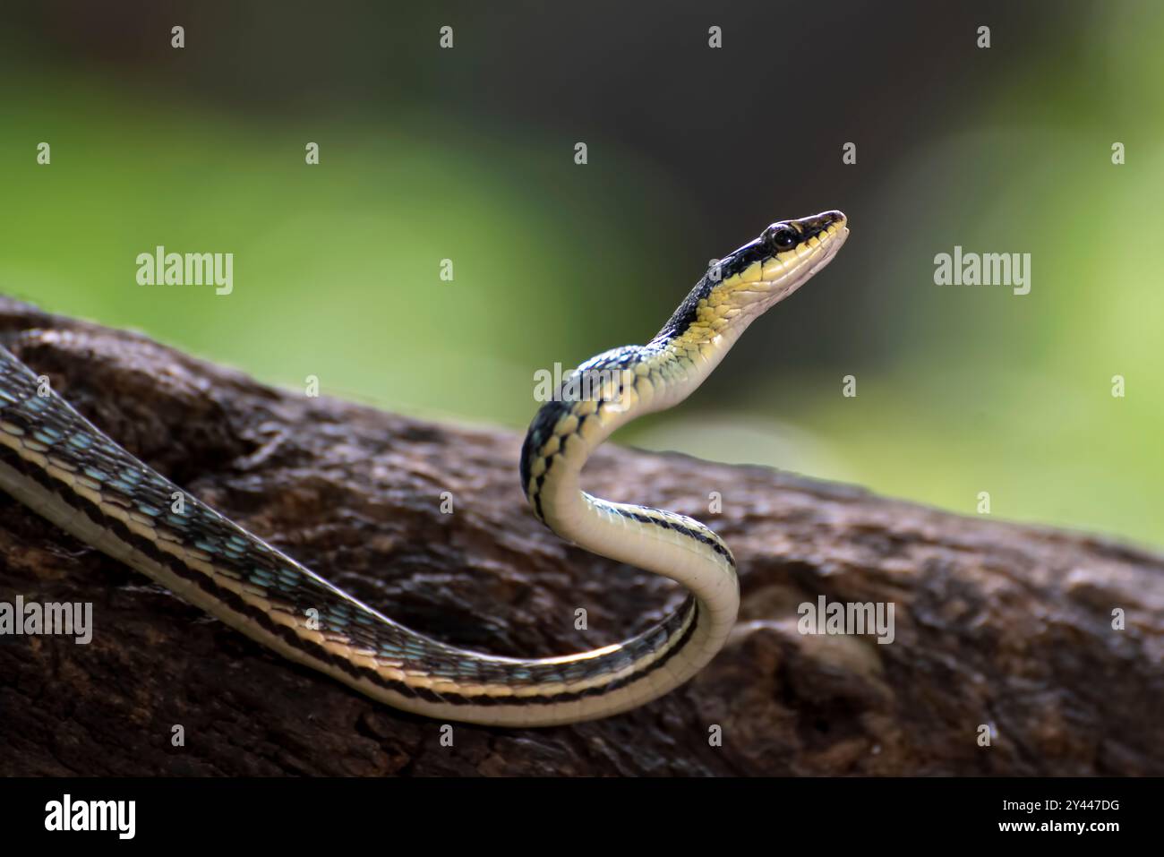 Bronzeback-Baumschlange (Dendrelaphis formosus) auf Baumzweig Stockfoto