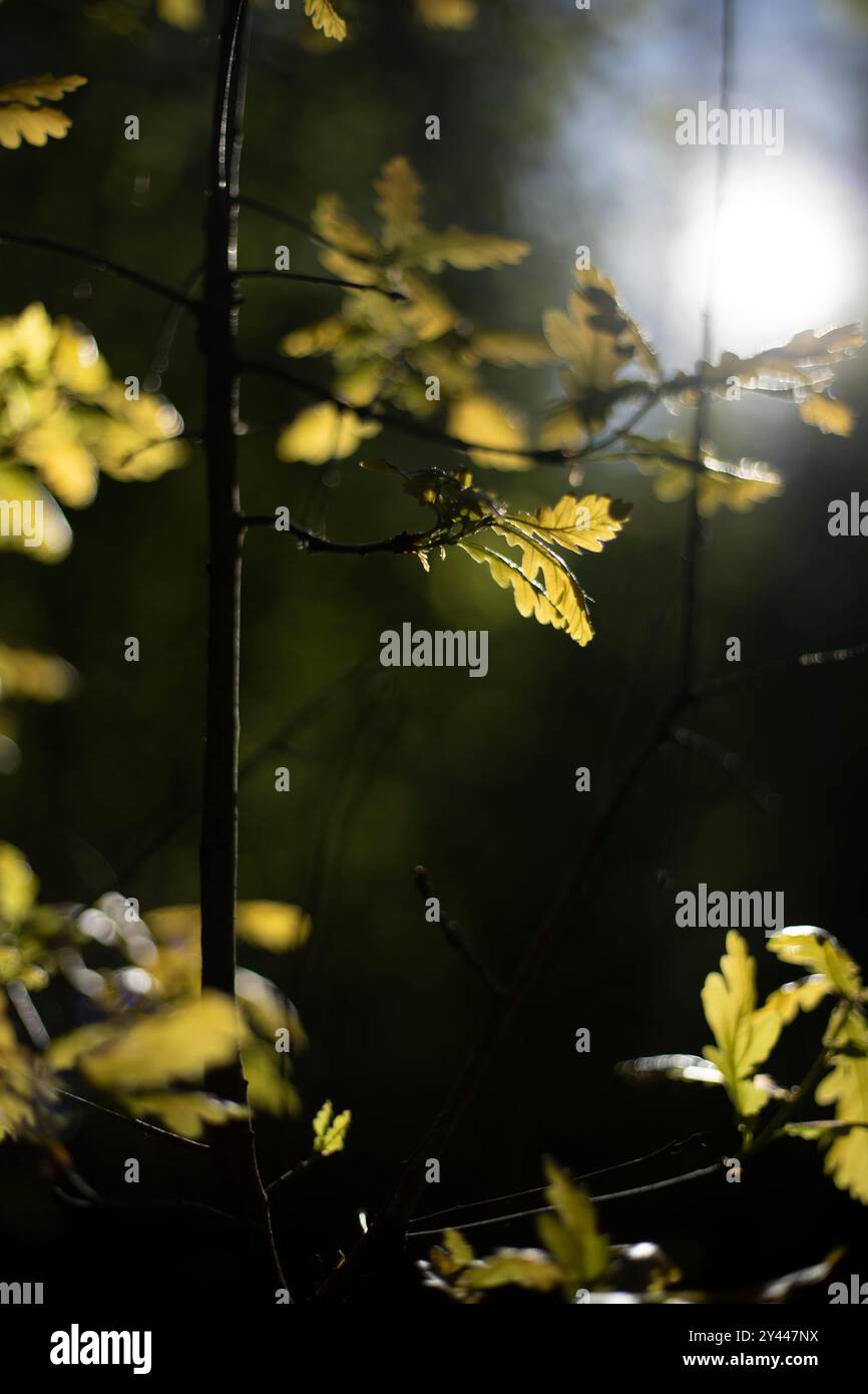 Eichenblätter im Sonnenlicht. Eine junge Eiche im Wald. Eichenblatt. Stockfoto