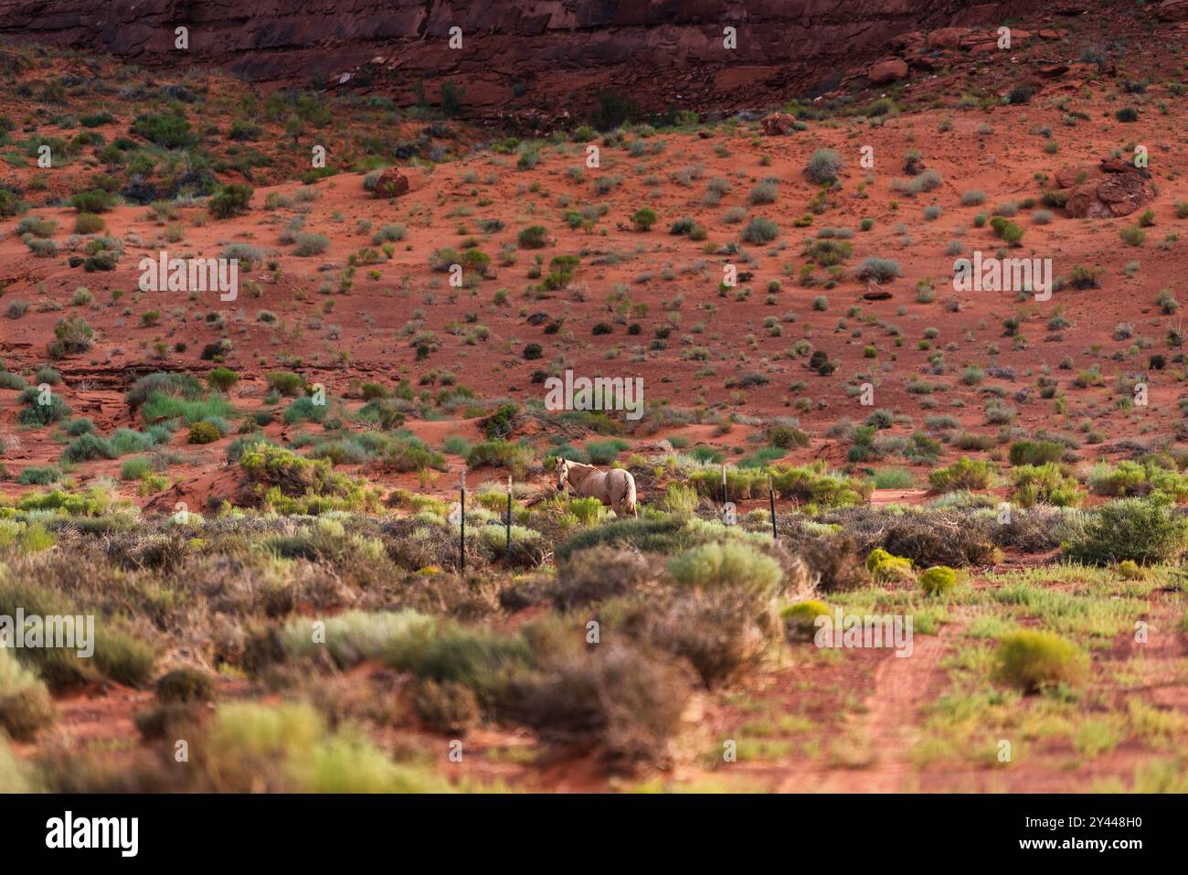 Einsames wildes Pferd, das in der Wüstenlandschaft des Monument Valley weidet. Stockfoto