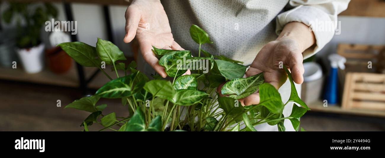 Reife Frau pflegt ihre blühenden Pflanzen, umgeben von einer pflegenden Umgebung. Stockfoto