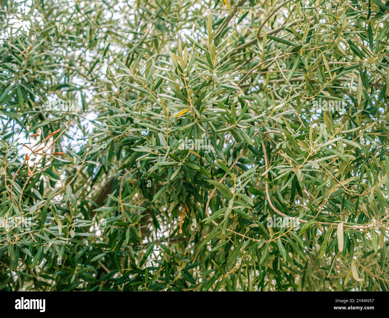 Aufnahme eines europäischen Olivenbaums, der den Rahmen füllt, Spanien Stockfoto