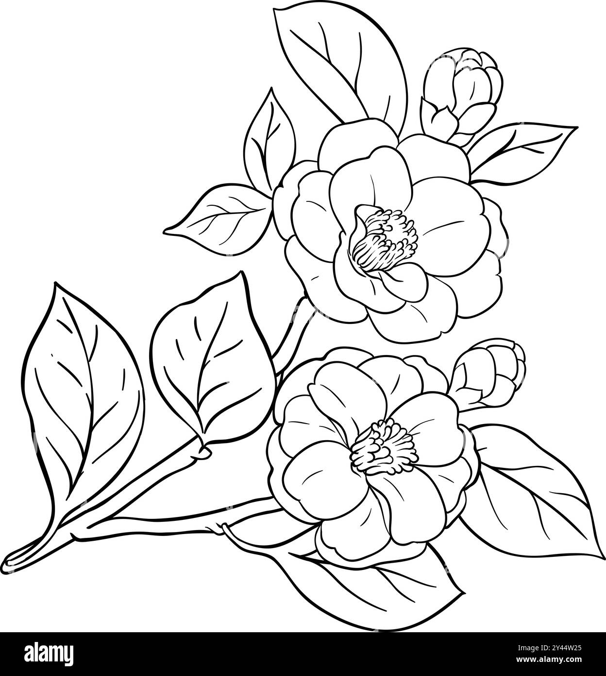 Camelia Branch – Isolierte Umrissdarstellung. Stock Vektor