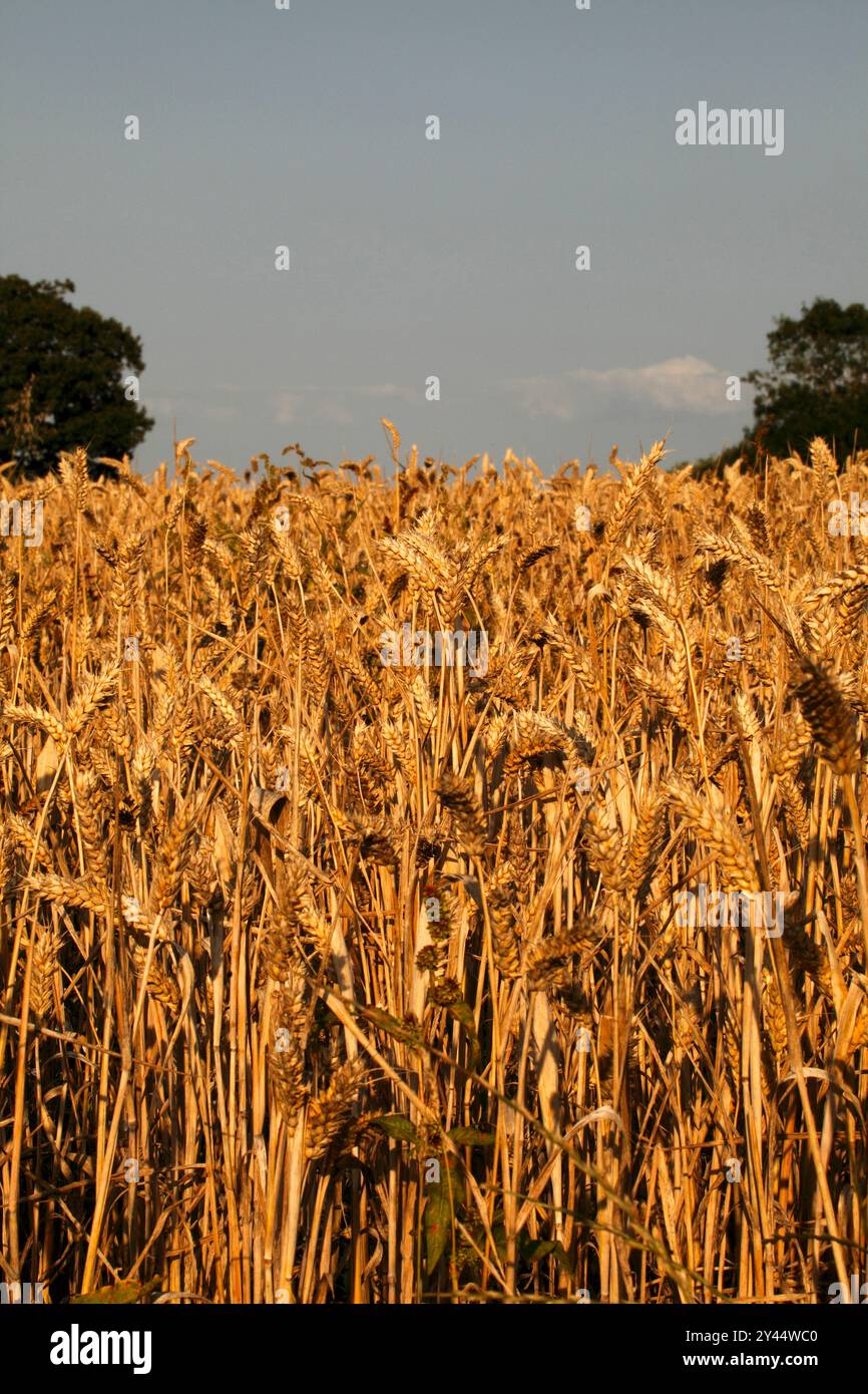 Fiedl von reifendem Weizen, Getreide, bereit für die Ernte. Stockfoto