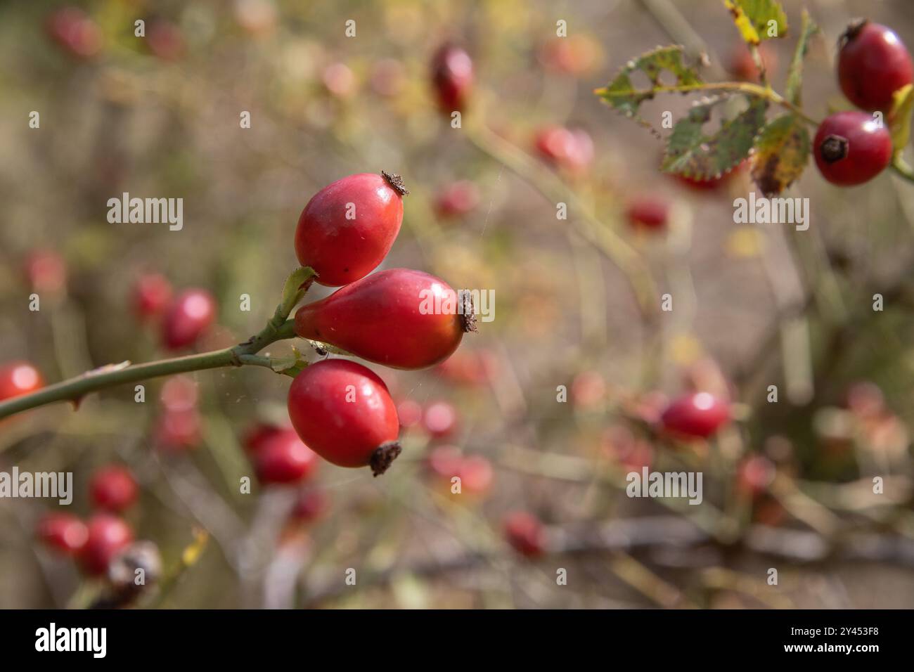 Detail der wilden Rosenhüte im Herbst, Ramsta, schweden Stockfoto