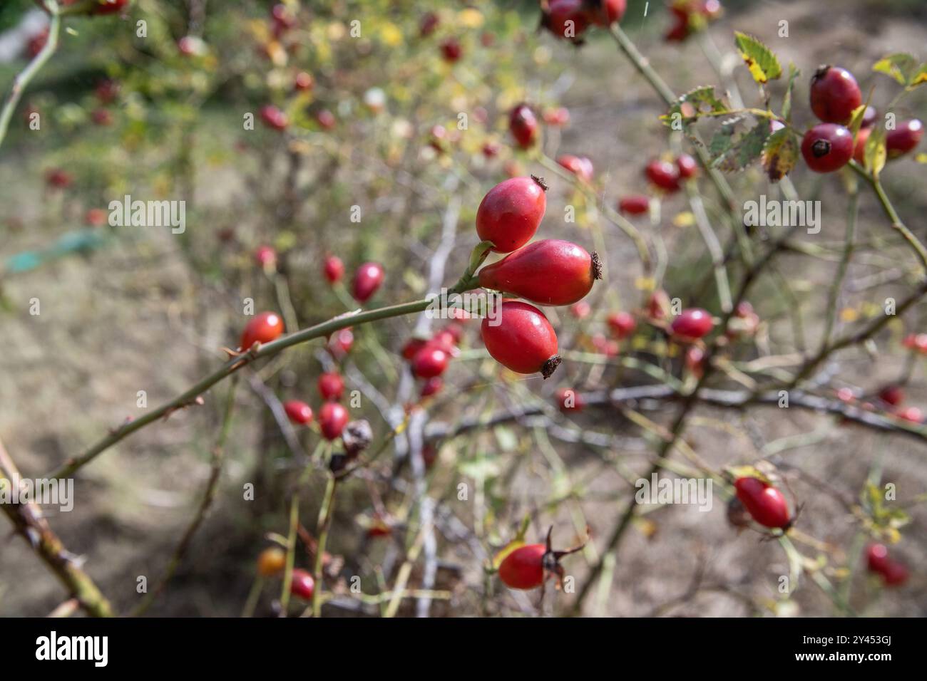 Detail der wilden Rosenhüte im Herbst, Ramsta, schweden Stockfoto