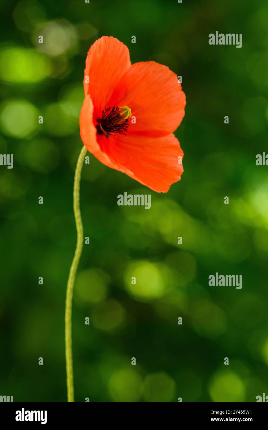 Rote Mohnblume auf grünem, verschwommenem Hintergrund Stockfoto