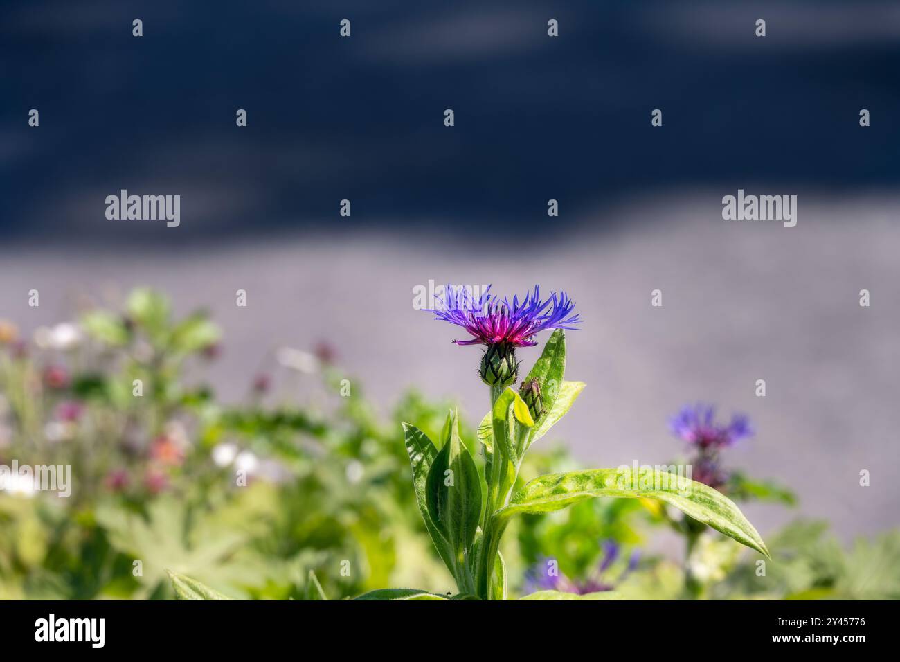 Violette blaue und rosa Blüten von Centaurea Montana oder mehrjährige Kornblumen im Sommer, Nahaufnahme Stockfoto