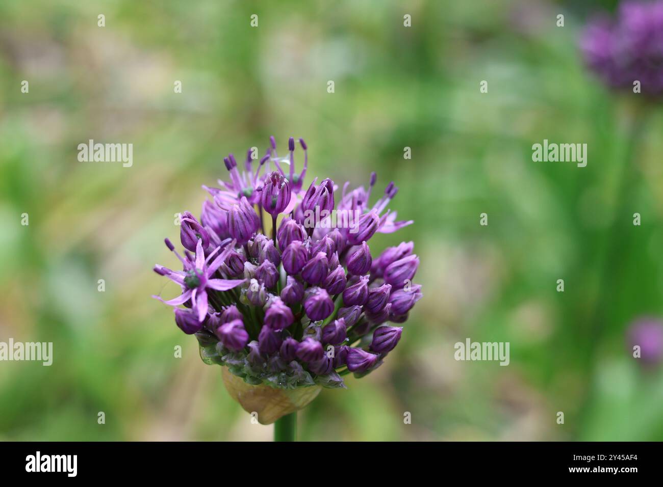 keukenhof Frühjahr 2024 Stockfoto