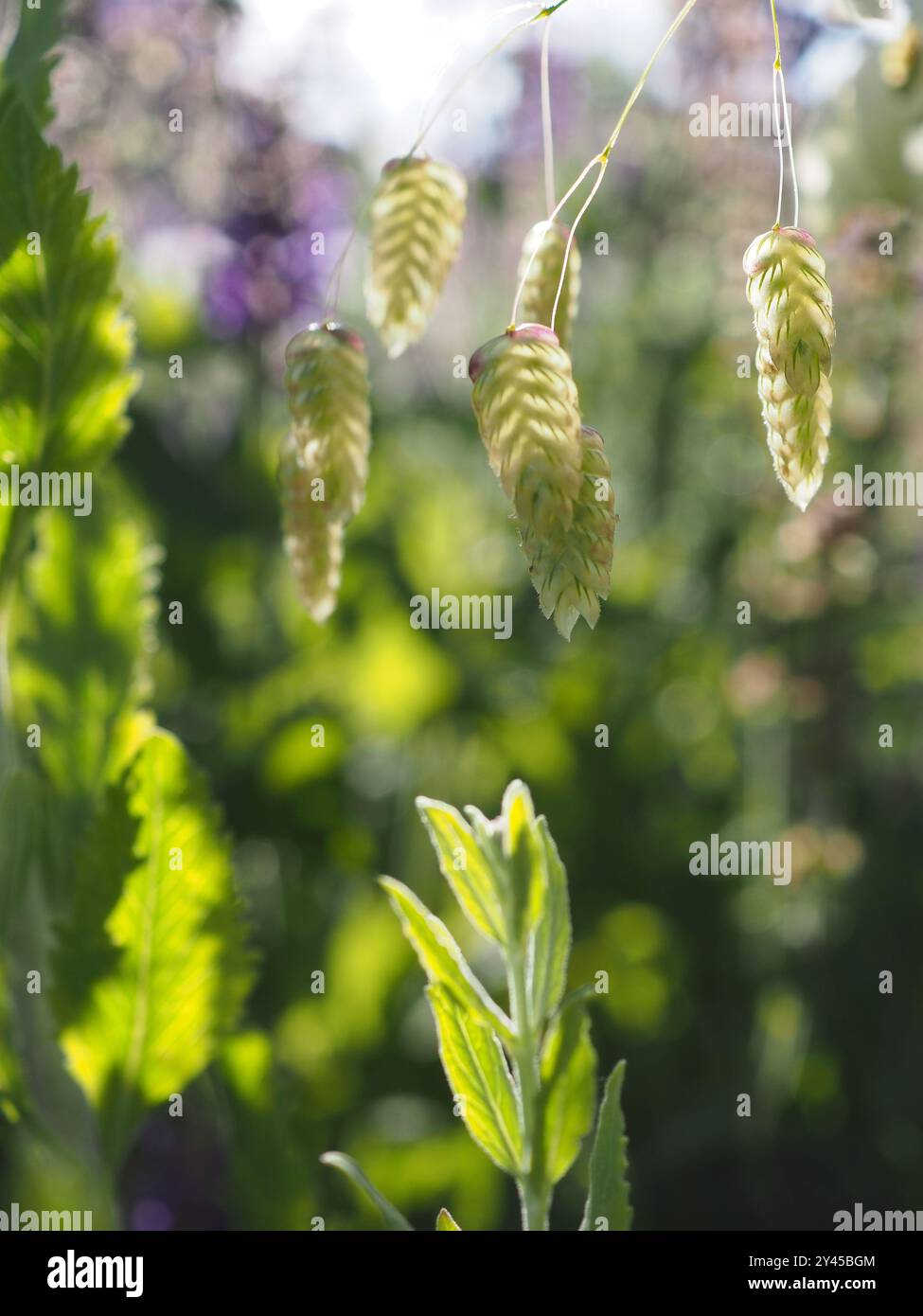 Die herabhängenden Blumen von Briza maxima (Greater Baking Grass), einem jährlichen Gras, das im Sommer in einem britischen Garten mit Kopierraum von Sonnenlicht beleuchtet wird Stockfoto