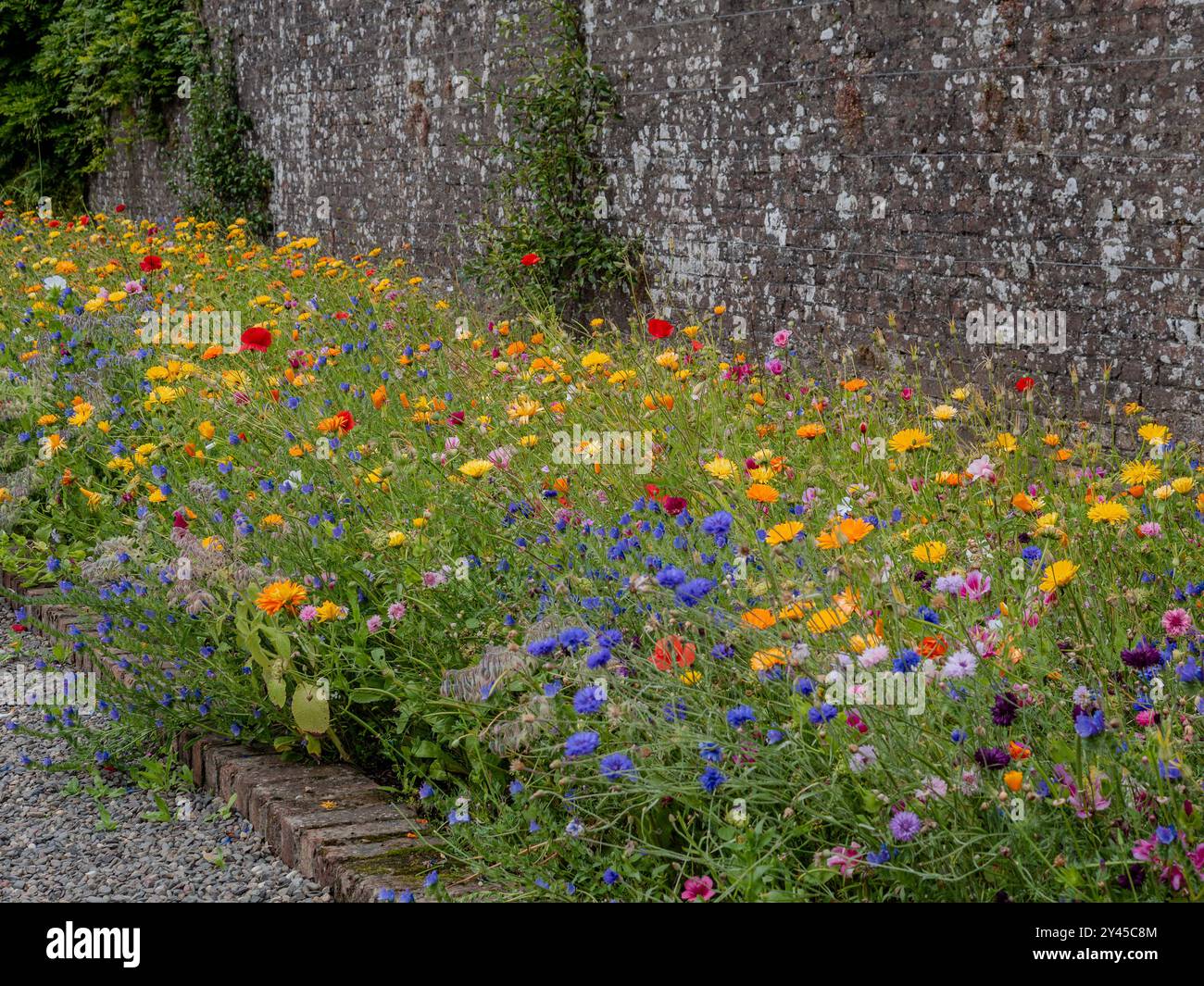 Ein Sommergartenrand mit farbenfrohen Wildblumen wie Ringelblumen und Mohnblumen für einen wilden Look und für wohltuende Bestäuber Stockfoto