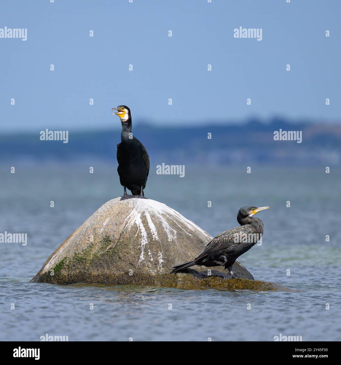 Ein großer Kormoran auf einem Felsen im Meer, sonniger Tag im Sommer, Rügen Deutschland Binz Deutschland Stockfoto