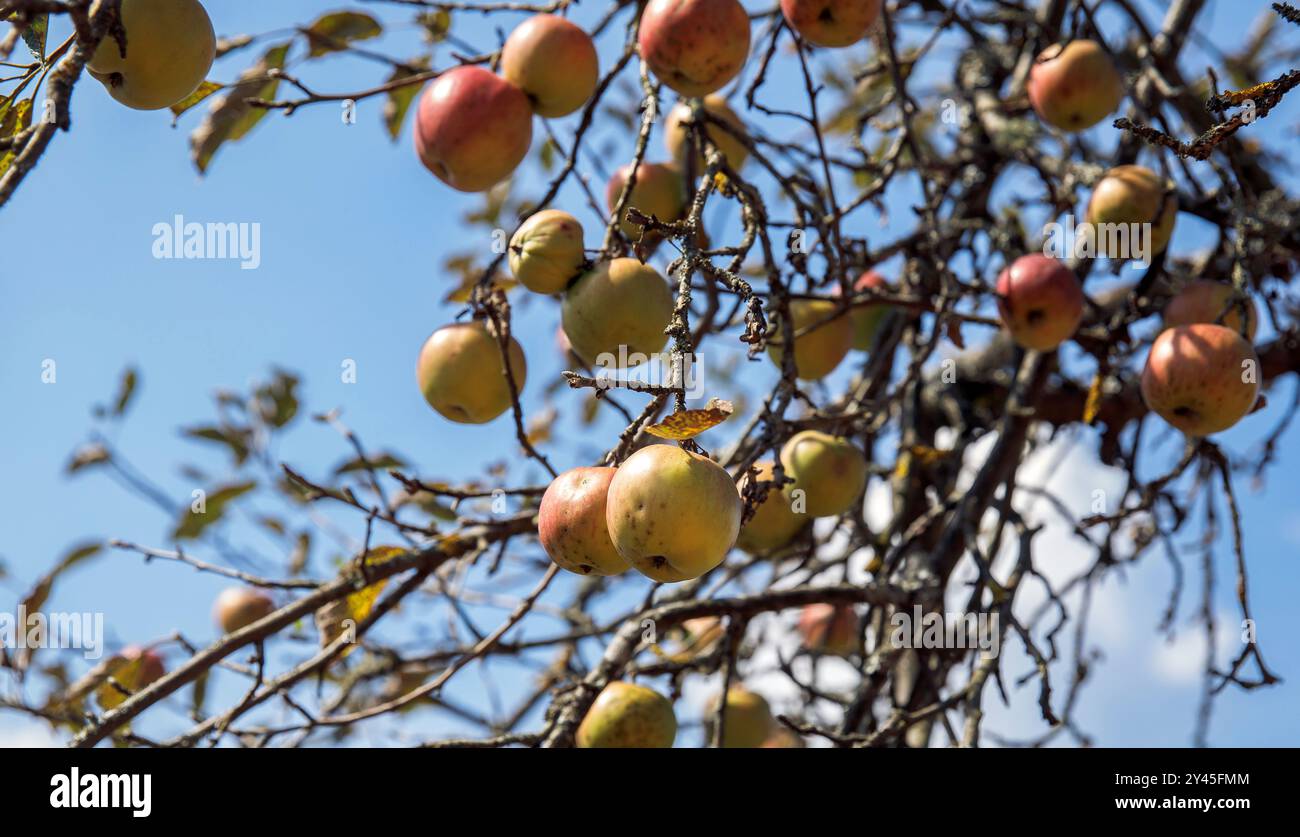 Reife Äpfel hängen an Ästen und zeigen leuchtende Farben vor blauem Himmel mit dünnen Wolken, Naturkonzept Stockfoto