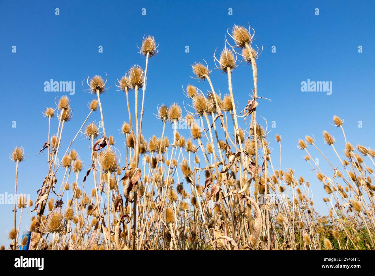 Common Wild Fuller's Teasel Seedheads getrocknet Dipsacus sylvestris Stockfoto