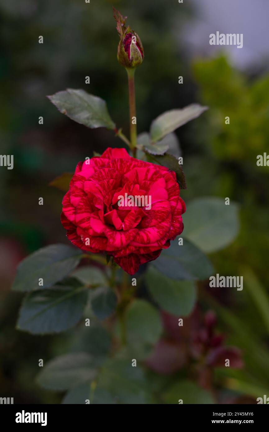 Schöne blühende burgunderrote Rosen im Garten vor dem Hintergrund grüner Blätter. Die Schönheit der Natur. Selektiver Fokus, Nahaufnahme. Stockfoto