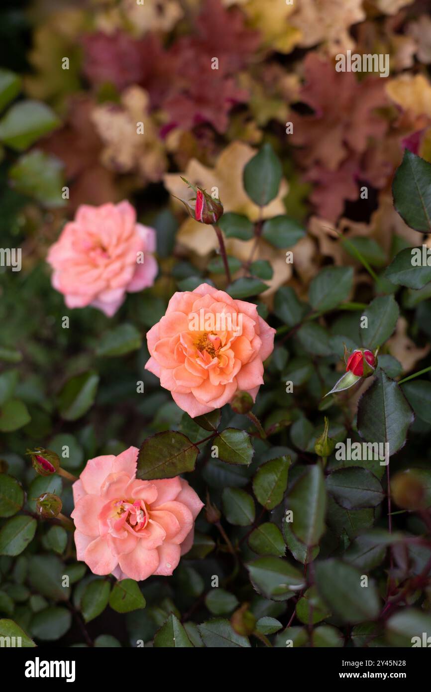 Schöne blühende orangene Rosen im Garten vor dem Hintergrund grüner Blätter. Die Schönheit der Natur. Selektiver Fokus, Nahaufnahme. Stockfoto