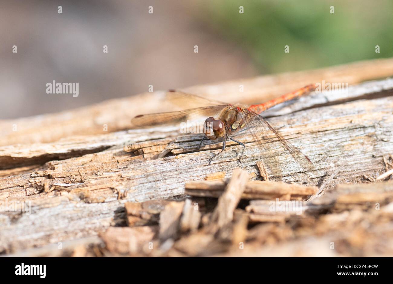 Darter (Sympetrum striolatum), erwachsene männliche Basen Stockfoto