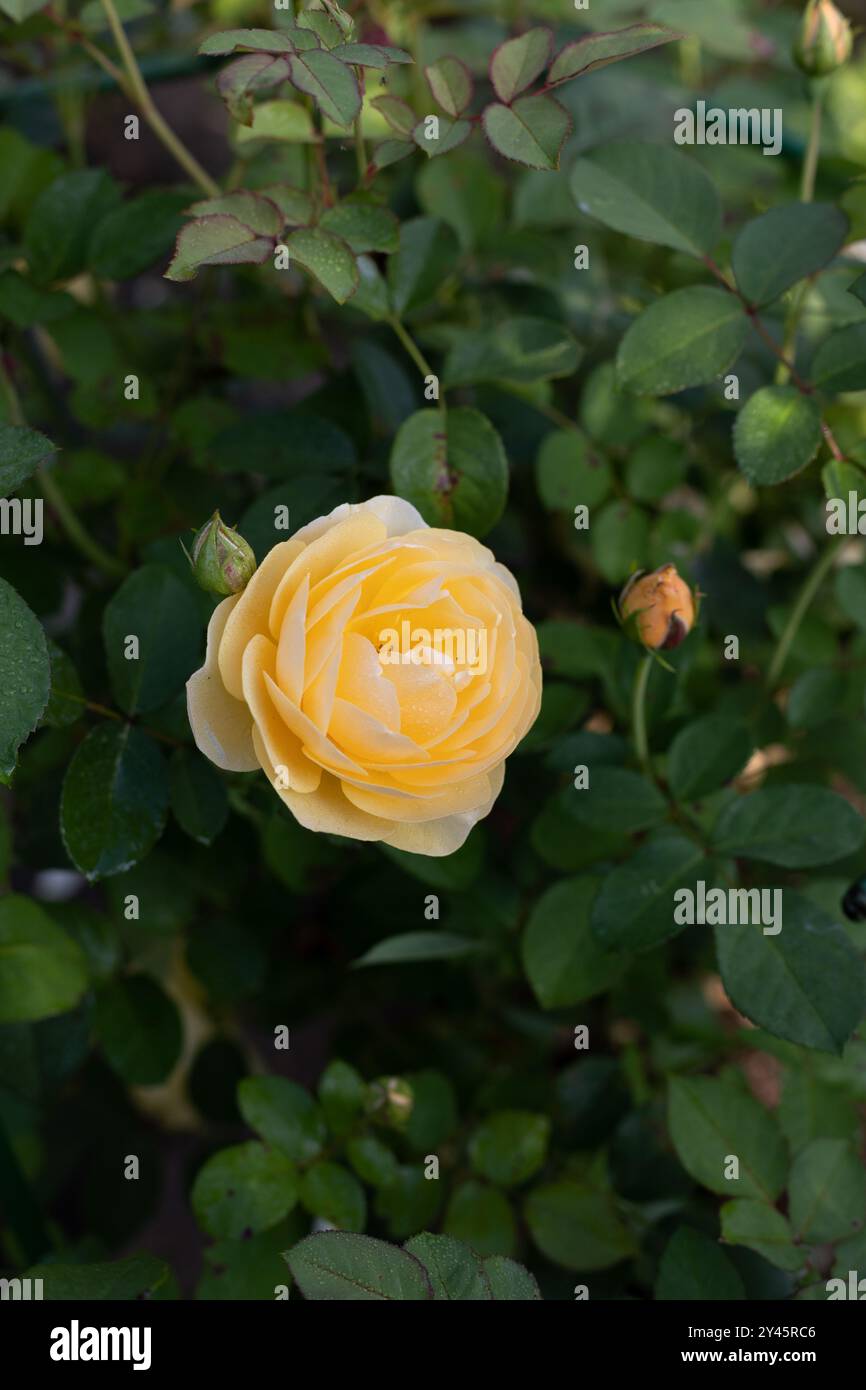 Schöne blühende gelbe Rosen im Garten vor dem Hintergrund grüner Blätter. Die Schönheit der Natur. Selektiver Fokus, Nahaufnahme. Stockfoto