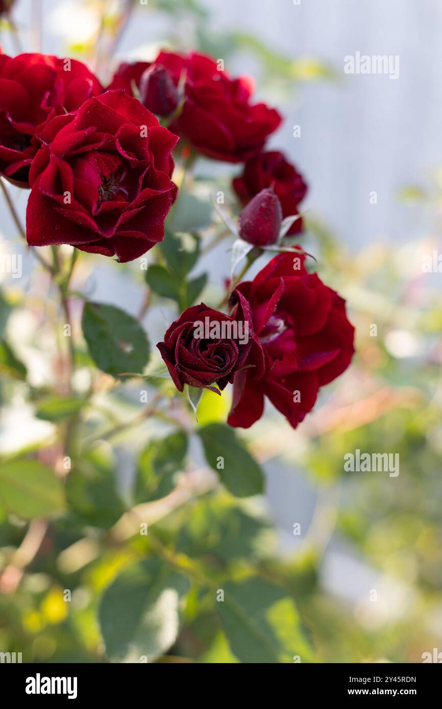 Schöne blühende burgunderrote Rosen nach Regen mit Wassertropfen auf Blütenblättern im Garten vor dem Hintergrund grüner Blätter. Die Schönheit der Natur. Stockfoto