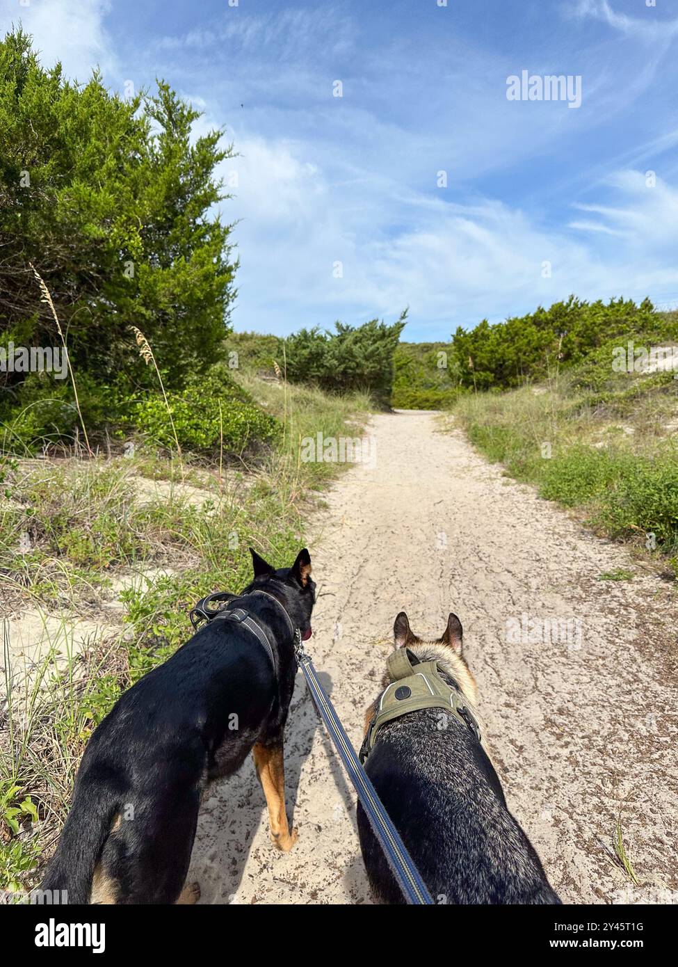 Ein Paar Hunde, deutsche Hirten auf einem Wanderweg Stockfoto